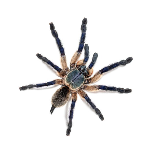 Photo top view of dorsal side peacock tarantula poecilotheria metallica isolated on white