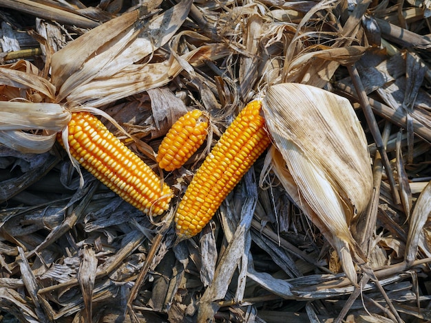 Top view of Dried corn cobs on on dry corn leaves after harvest