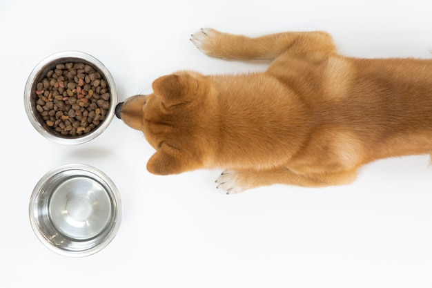 Top view of dry dog food in bowl and red Shiba inu dog looking and waiting to eat