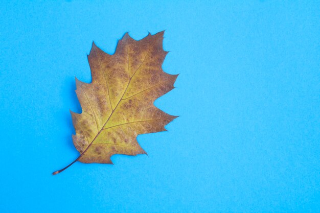 Top view of dry leaf on the blue background