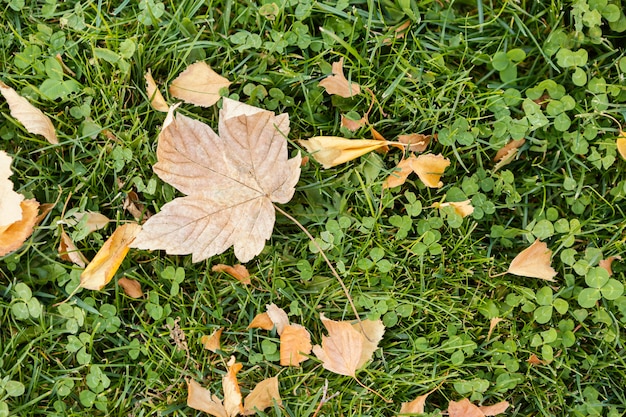 Top view dry leaf on grass