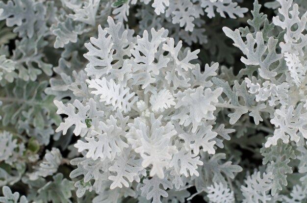 Top view of dusty miller plant