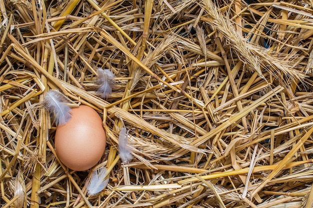 Top view eggs on nest at fresh farm