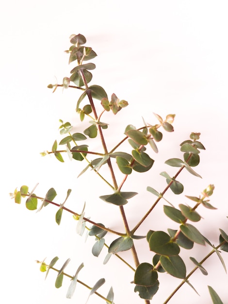 Top view of eucalyptus gunnii green leaves frame isolated on white background