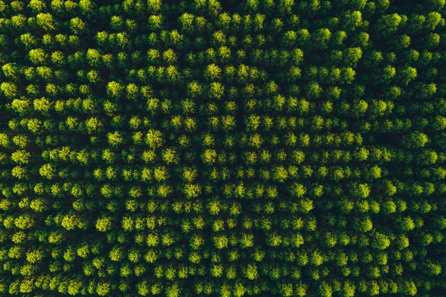 Top view eucalyptus tree forest