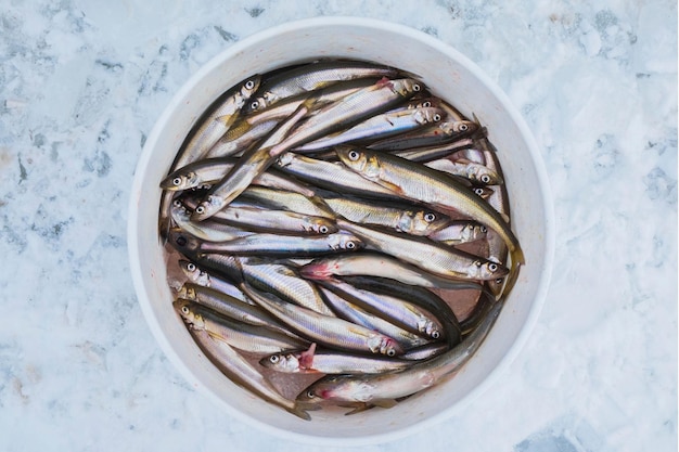 凍った土地の白いボウルに入ったヨーロッパのワカサギ魚の平面図