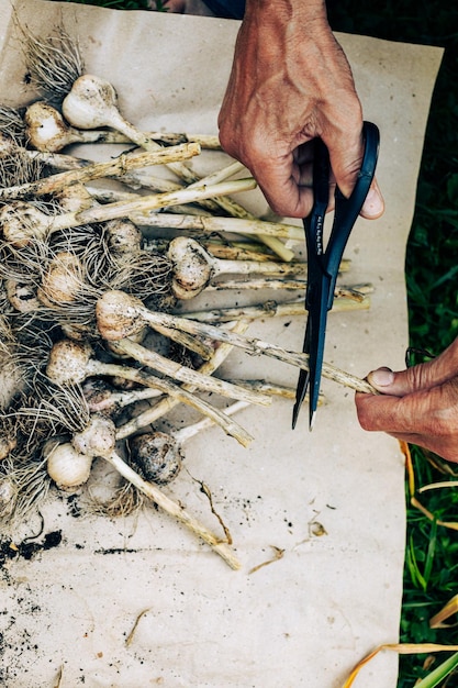 Top view farmer hand cutting garlic branches