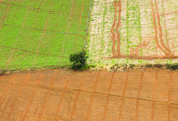 Top view. A farmer standing in his cornfield at sunset