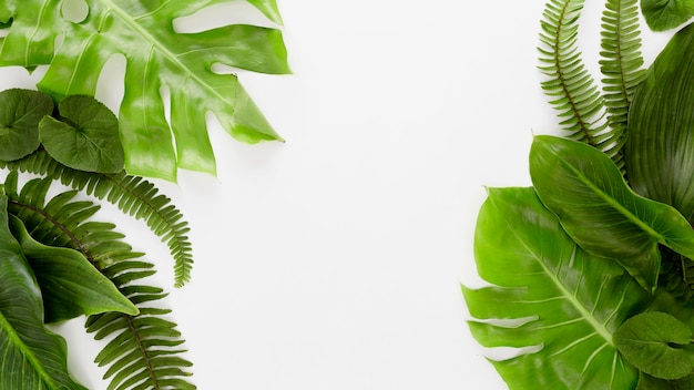 Top view of fern and variety of leaves with copy space