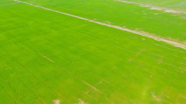 Top view on field rice