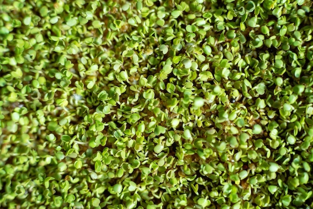 Top View Flat Lay rucola or arugula leaf sprout vegetables germinated from high quality organic plant seed