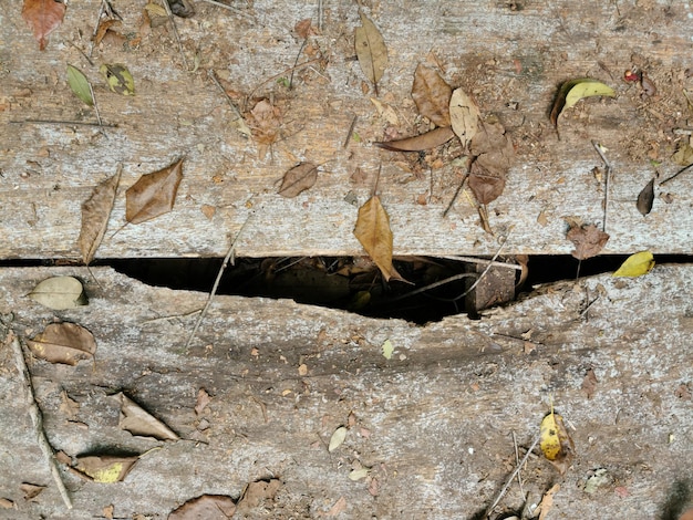 Photo top view of floor with a crack and foliage around