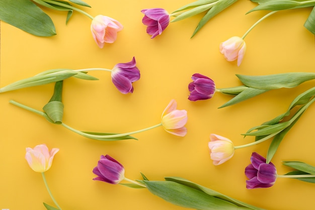 Top view floral background of pink and purple tulips on yellow background