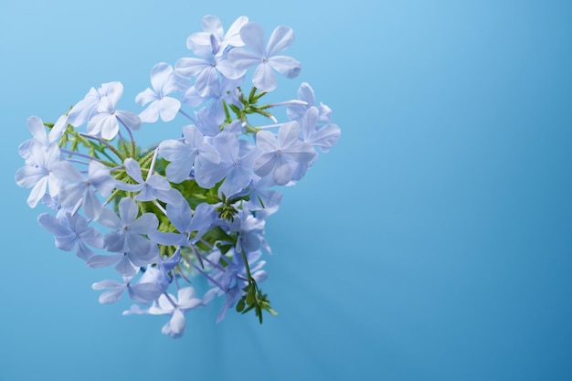 Top view of flower against blue background