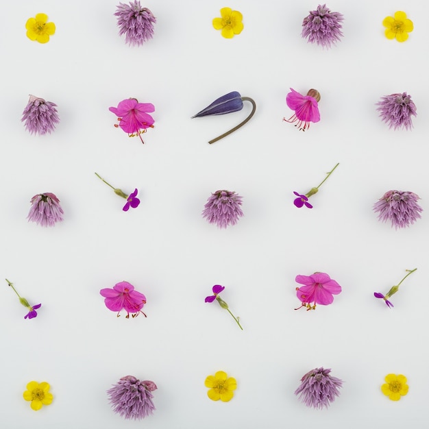 Top view of a flower composition on white. A pattern of flowering buds of garden plants