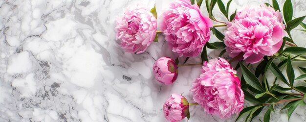 Top view of flower pink peonies on marble background