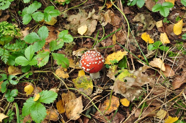 Top view of the fly agaric. Mushroom on a background of green leaves of wild strawberry and dry leaves. Autumn.