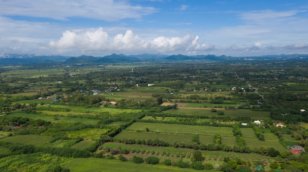 Vista dall'alto sullo sfondo della foresta, grande albero