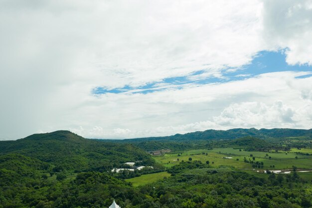 Top view forest background, big tree