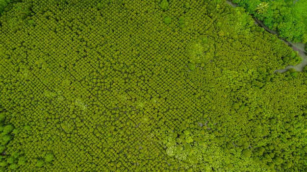 Top view of Forest Mangroves inTung Prong Thong, Golden Mangrove Field at Pra Sae, Rayong,