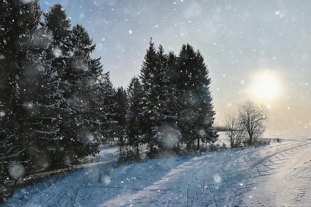 top view of a forest in winter, landscape of nature in a snowy forest, aero photo