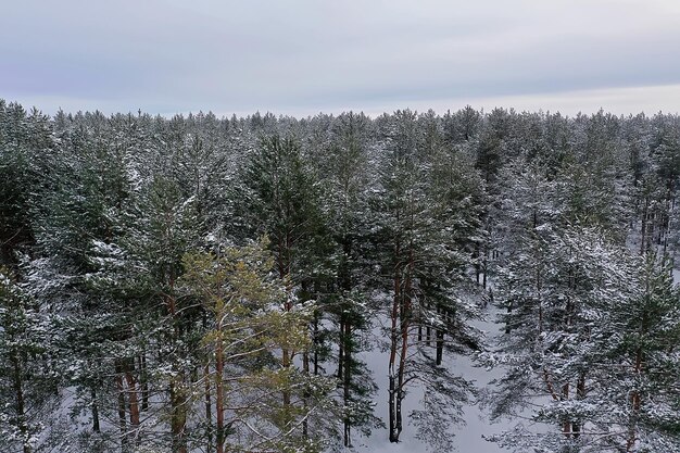 冬の森の平面図、雪に覆われた森の自然の風景、エアロ写真