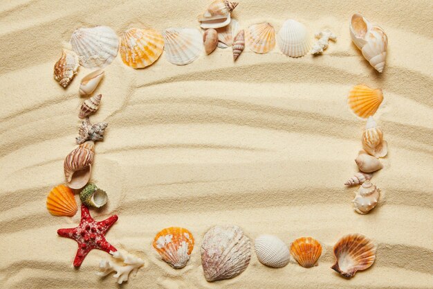 top view frame seashells starfish