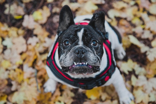 Foto vista dall'alto di un bulldog francese tra le foglie in autunno