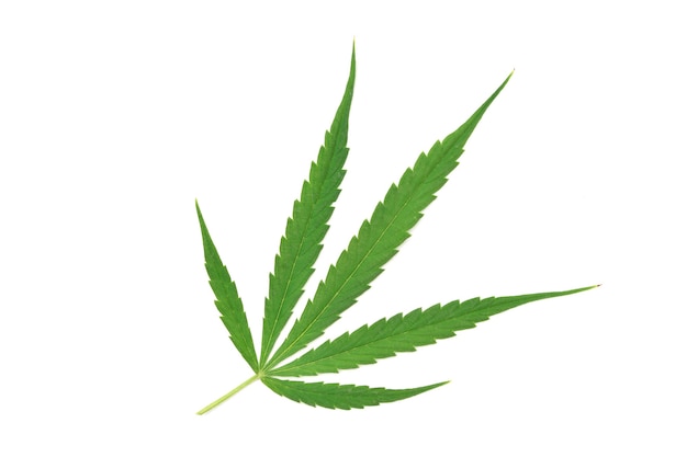 Top view of fresh Cannabis  leaf on white background.