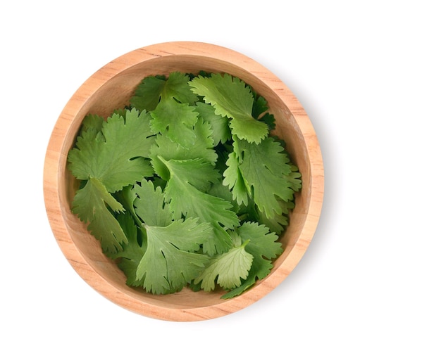 top view of fresh coriander leaves isolated on white background