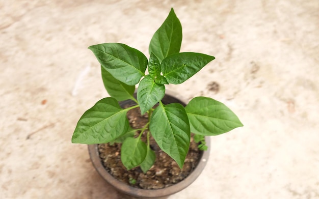 上から見ると黒いプラントポットに植えられた新鮮な緑のチリ植物の種子です