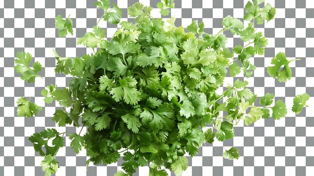 Top view of fresh green cilantro leaves isolated on transparent background