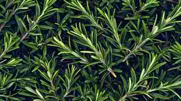 Photo top view of fresh green rosemary herb plant growing in garden rosemary is a popular herb used in cooking and it has a strong fragrant aroma