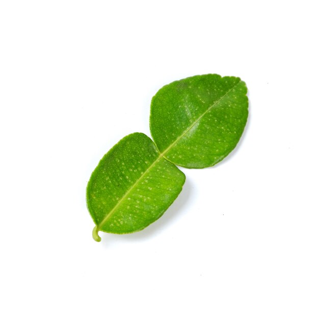 Top view of fresh lime leaves on white background