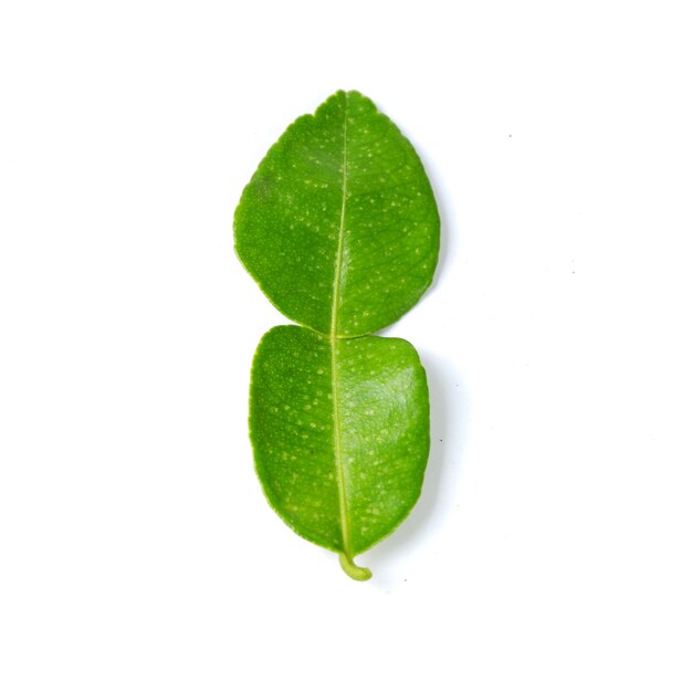 Top view of fresh lime leaves on white background