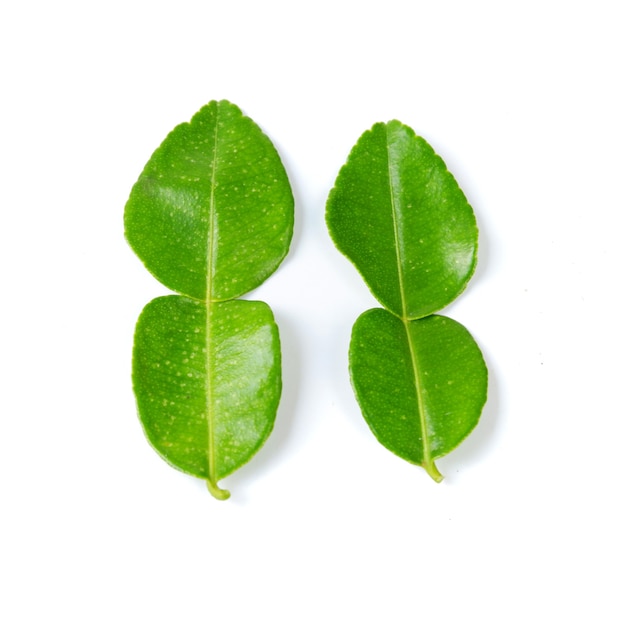 Top view of fresh lime leaves on white background