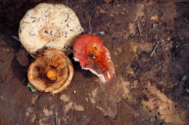 Foto funghi freschi di vista superiore su una priorità bassa misera marrone