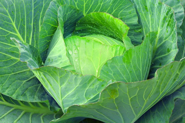 Photo top view of fresh organic cabbage growing in the vegetable garden.