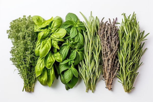 Top view of fresh organic Mediterranean herbs and spices on a white background sage rosemary thyme