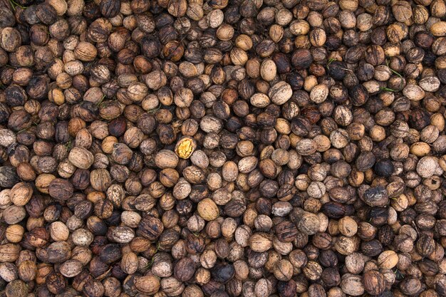 Top view of freshly picked walnuts.