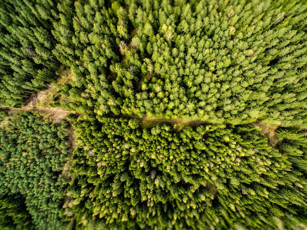 Top view from the drone to the green forest