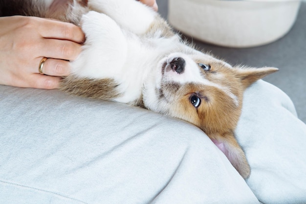 Top view of funny brown white puppy of welsh pembroke corgi lying on legs of unrecognizable woman wearing golden ring jeans sit tickling dog Pet love pet care breeding friendship ownership