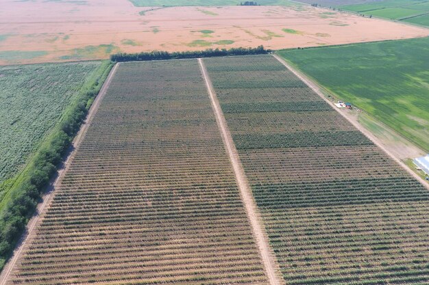 Top view of the garden of dwarf apple trees