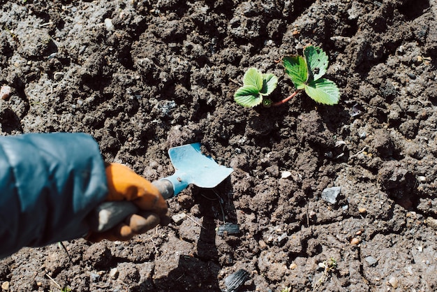 Top view gardener caring for strawberries preparing soil in garden with hand shovel outdoors Gardening concept