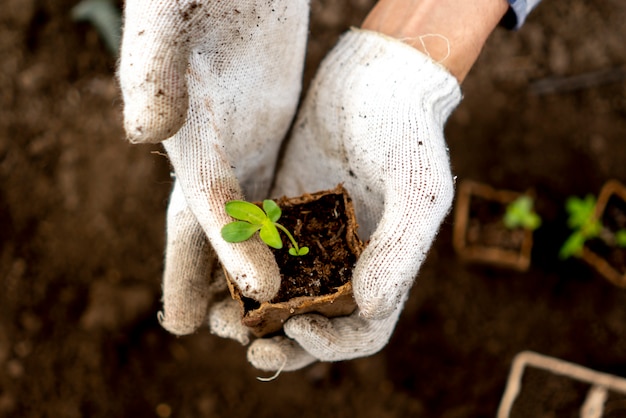 Top view of gardener hold small seedling in a paper pot 