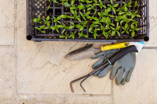 Top view of gardening grey gloves ,pepper sprouts, small shovel and rake on beton background.spring planting. green shoots background with text space. spring garden work concept. self-sustainability.