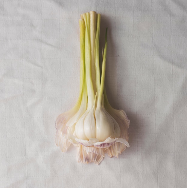 Photo top view garlic on white cloth