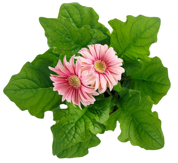 Top view of gerbera