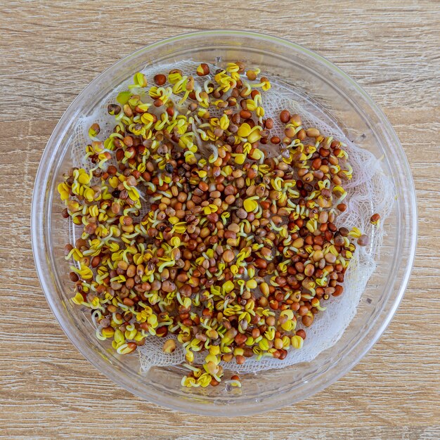 Top view of germinated organic seeds for growing microgreens.