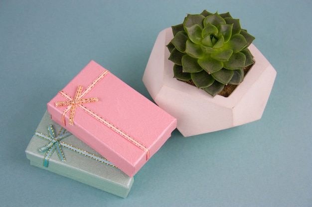 Top view gift boxes and succulent plant on a blue background